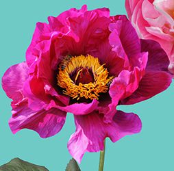 Art Go Bloom Welcomes Spring with Fine Art and Fresh Flowers