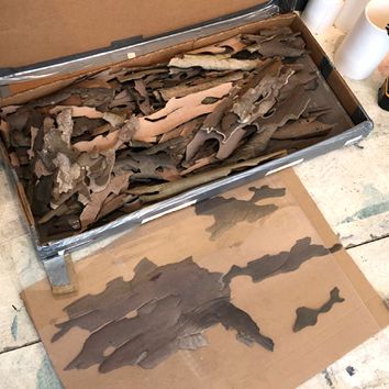 Photos from Ray Kass's studio include paper smoking, sycamore bark mapping, and artwork details