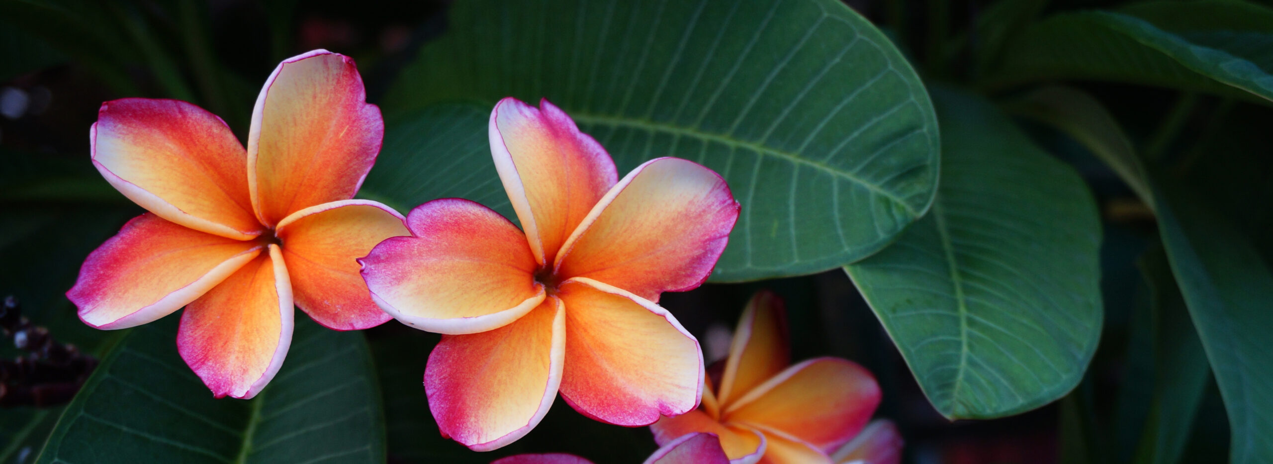 Orange and pink plumeria frangipani flowers