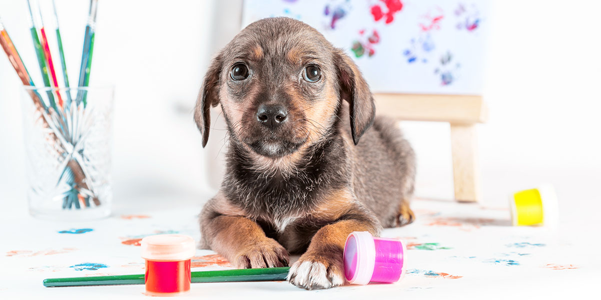 Pop PUPmuseum